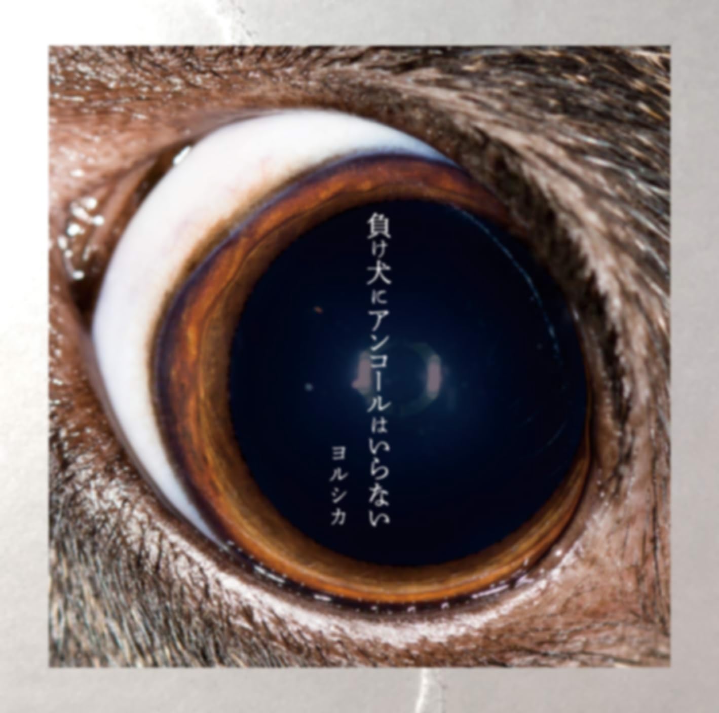 ヨルシカ 前世2023 ヨルシカ LIVE 2023「前世」 ライブ・キービジュアルを公開しま